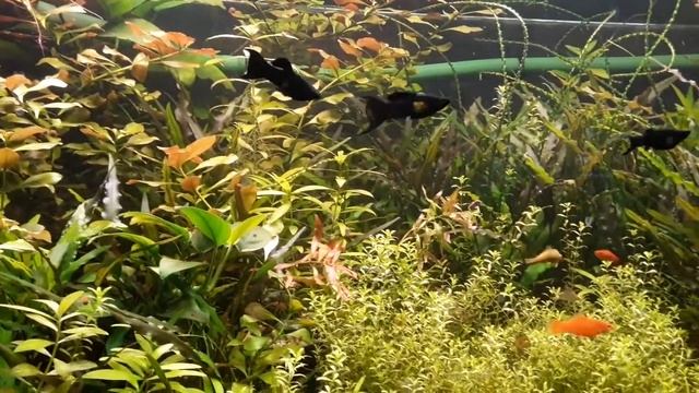 Мой аквариум 400 л. без СО2. смотреть онлайн