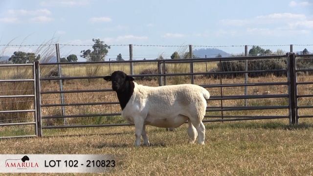 LOT 102 - 210823 - AMARULA DORPERS 2023 SALE RAM смотреть онлайн