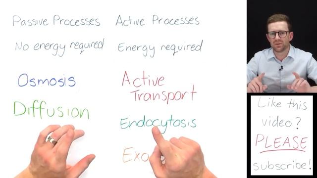 Passive vs Active Movement In and Out of Cells смотреть онлайн