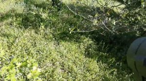 Собираем чабрец в горах Дагестана