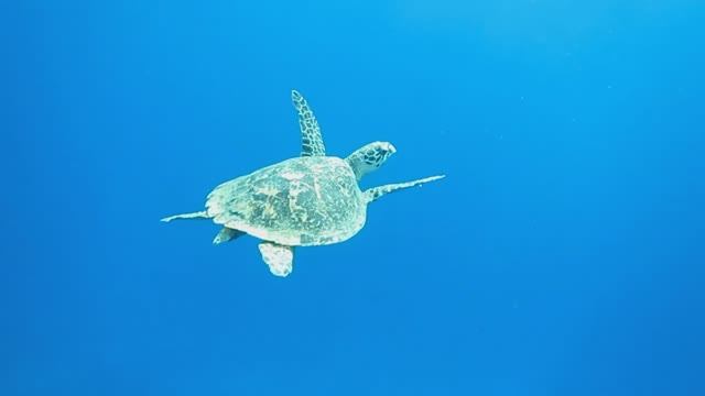 Черепаха Бисса. Красное море. Шарм-эш-Шейх. Шаркс-Бей. 2024 смотреть онлайн