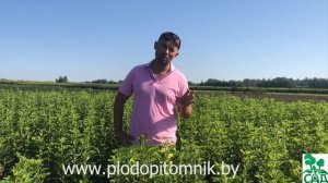 Саженцы смородины красной для промышленных ягодников на продажу. Сорта смородины.