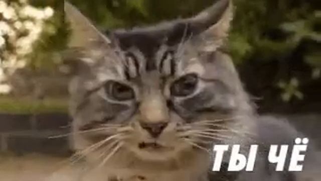Котик мур мяу смотреть онлайн