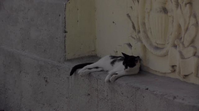 Кот и голубь смотреть онлайн