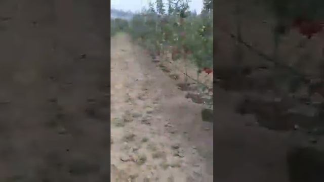 Gala Davil смотреть онлайн
