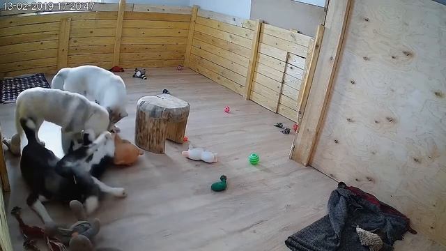 Про медведей смотреть онлайн