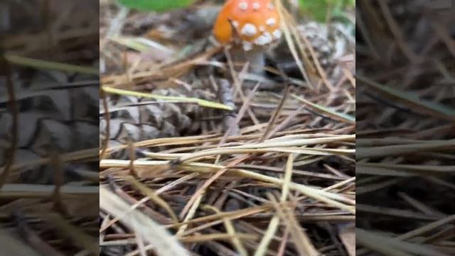 Ловите ВАЙБ с моих выходных