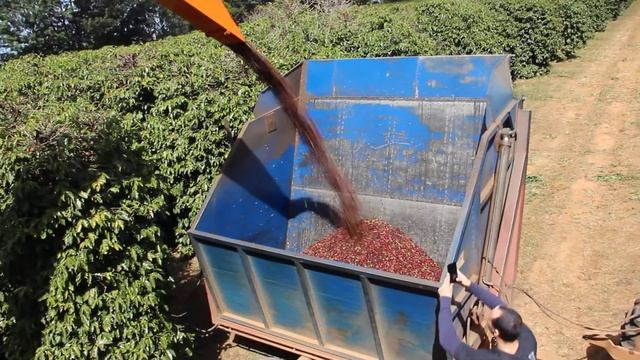 2021 Mechanical Coffee Harvest at Sao Silvestre Estate смотреть онлайн