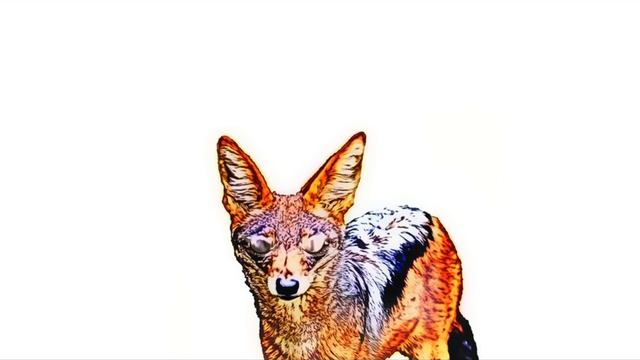 How A Jackal Sounds - jackal sound, cry jackal, howl jackal | звук шакала, крик шакала, вой шакала смотреть онлайн