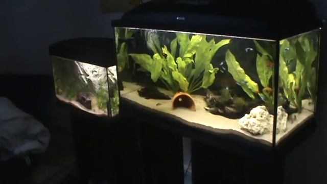 Merry Cristmas And Happy New Year! смотреть онлайн