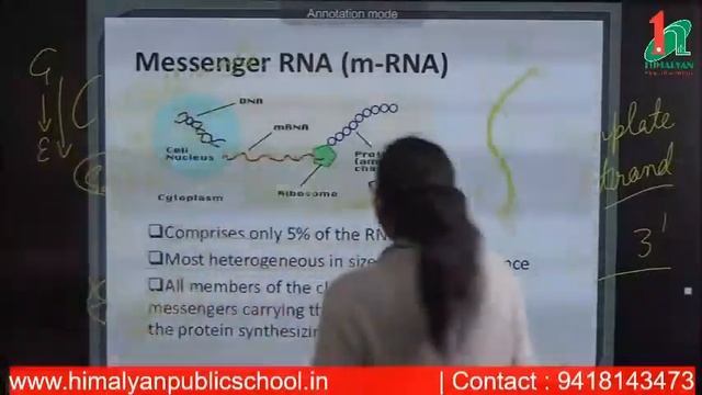 Tryptophan Operon Class 12th (Biology)