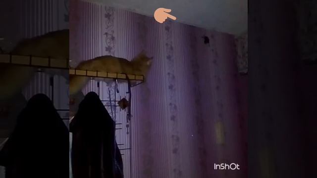 Охота на летучую мышь. смотреть онлайн