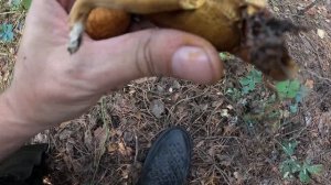 ОТец ищет грибы 24 08 24г Мухомор Пантерный