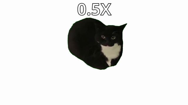 Maxwell Cat But It's 999x Speed