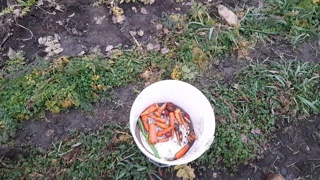 24.01.2025 год. Морковь в январе. mp4 смотреть онлайн
