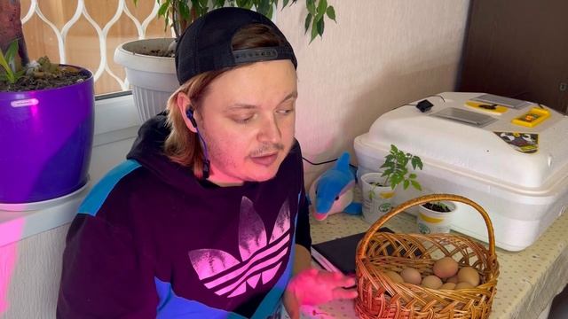 Чому НЕ можна інкубувати СВІЖИ яйці⁉️ЦЕ ВАЖЛИВО ЗНАТИ✅ смотреть онлайн