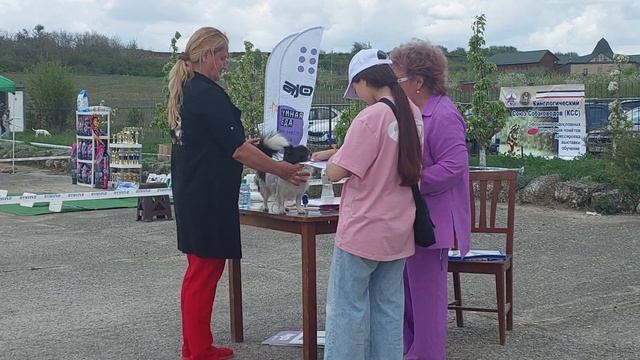 Доскональное описание эксперта Купидон чихуахуа выставка собак питомник Кастропуло смотреть онлайн