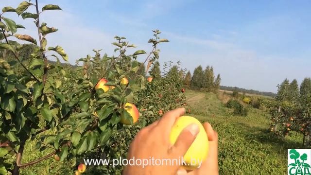 Яблоня сорт Голден Владимирский смотреть онлайн