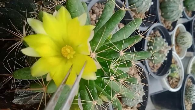 MAMMILLARIA LONGIMAMMA CACTUS HAND POLLINATION