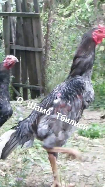 О Шамо пепельный петух 1 год и 5 месяца. #ошамо #шамо #oshamo #shamo #дакан #horoz смотреть онлайн