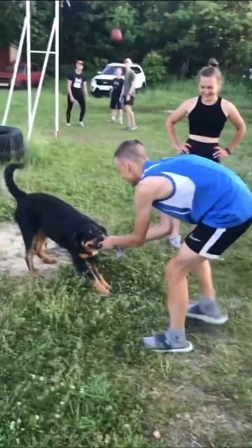 little dog @Sobaka_Bobka#ShortsVideo#shorts смотреть онлайн