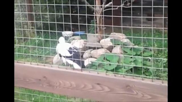 прогулка по зоопарку смотреть онлайн