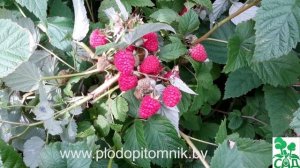 Малина сорт Бальзам