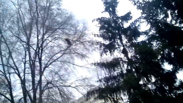 Встретил дикого фазана!!!!! смотреть онлайн