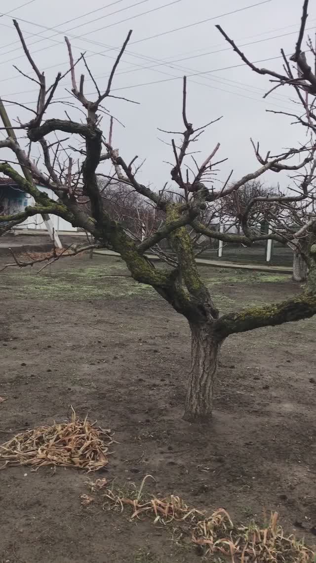 Обрезка абрикоса чашей !