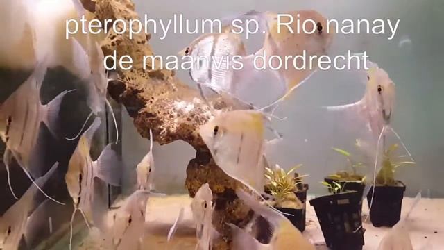 pterophyllum sp rio nanay wildvang смотреть онлайн