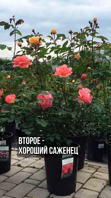 Секреты выращивания РОЗЫ #сад #цветы #garden #розы смотреть онлайн