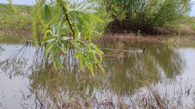 охота с подсадной в Беларуси 2024. три трофея смотреть онлайн