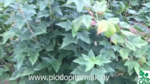 СМОРОДИНА чёрная и белая сорта для ПРОМЫШЛЕННЫХ посадок. ДОБРЫНЯ и СЕЛЕЧЕНСКАЯ-2.