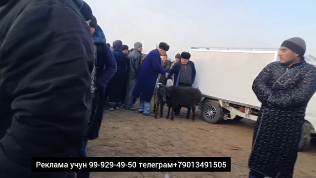 BUXORO JONDOR MOL BOZOR. QUY ECHKI NARXLAR 10.12.2023#molbozor