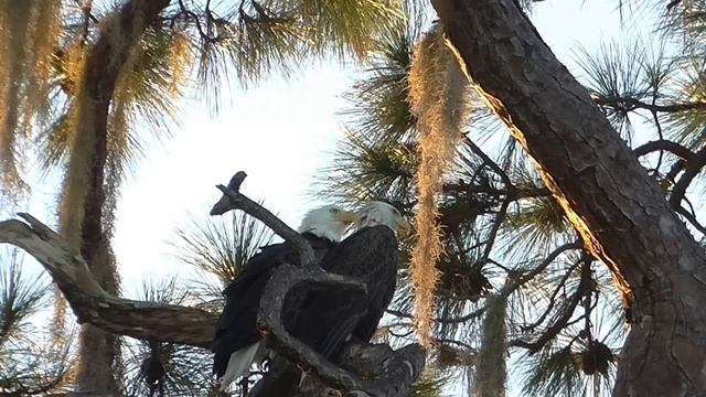 SWFL Eagles_What A Morning!~Tandem Movements~Mating~Precious Looks 10-14-15 смотреть онлайн