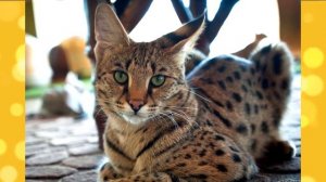 Самые дорогие породы кошек - Домашний каракал и Саванна