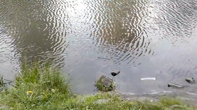 Ути маленькие)) смотреть онлайн