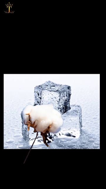 why cotton get stick in ice / physics of behind it #physics #sciencebehind #scienceexperiment смотреть онлайн