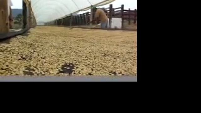 brazil coffee cupping 2004 смотреть онлайн