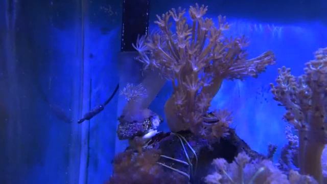 pico reef tank смотреть онлайн