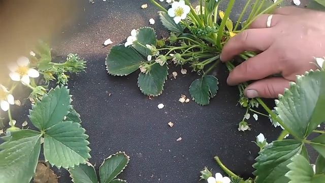 джоли на буграх в открытом грунте 2019 9 апреля!!! смотреть онлайн