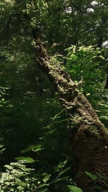 #shorts #relax #relaxing #nature смотреть онлайн