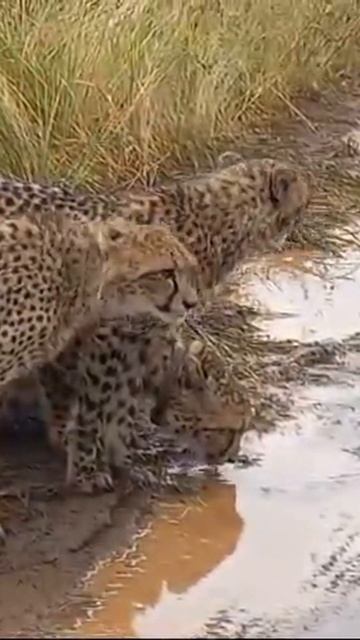 Cheetahs' Water Drinking Habits Revealed #wildlife смотреть онлайн