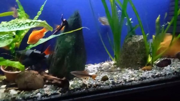 Поменял воду в аквариуме...