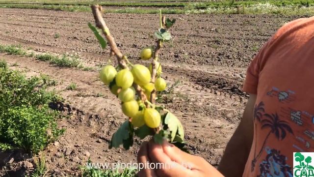 Крыжовник сорт Куршу дзинтарс. смотреть онлайн