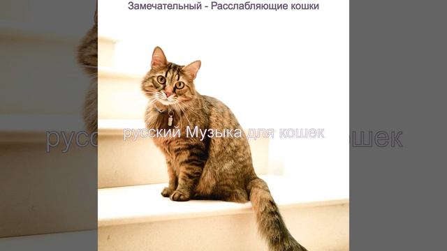 Атмосфера (Расслабляющие кошки) смотреть онлайн