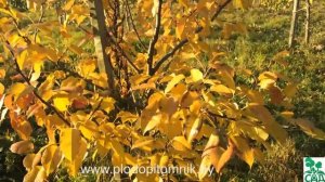 Поздние сорта груши Патен (Глубокская, Талгарская красавица, Белорусская поздняя)