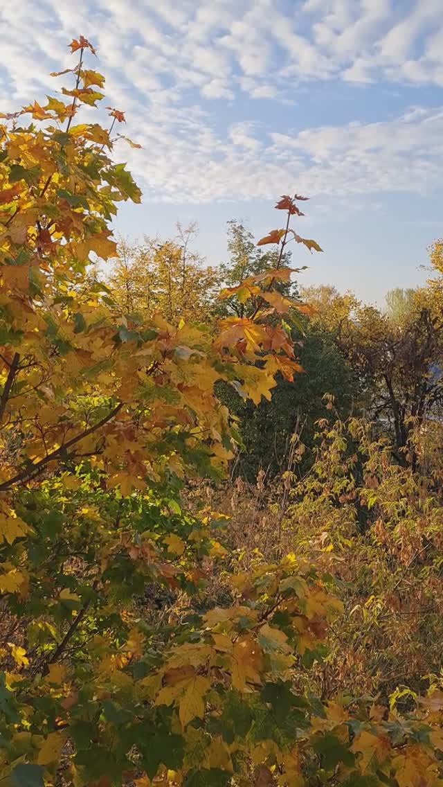 Клён и облака  27.09.2023г.