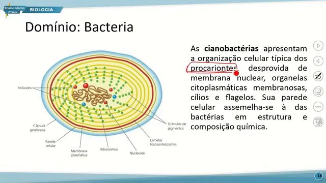 E. MÉDIO 2 MANHÃ BIOLOGIA 28 09 2022 ORGANIZANDO A DIVERSIDADE DOS SERES VIVOS CONTINUAÇÃO P2 смотреть онлайн