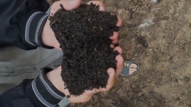 Переработка илов рыборазводных прудов в удобрения и почвосмеси смотреть онлайн